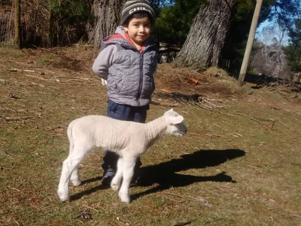 Los niños conocen a los corderos