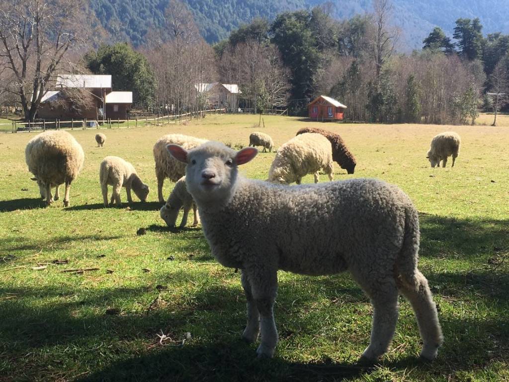 Ovejas en el potrero