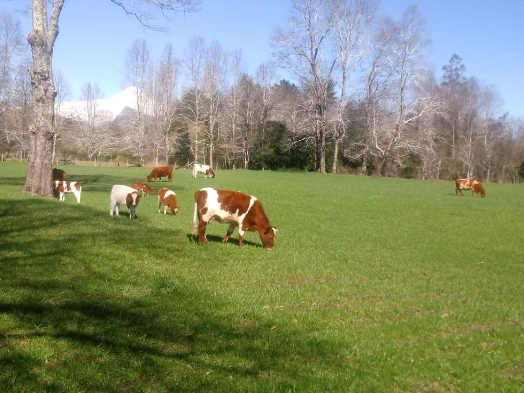 Vacas en el campo